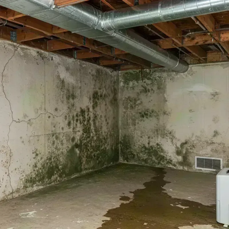 Professional Mold Removal in Elk County, PA